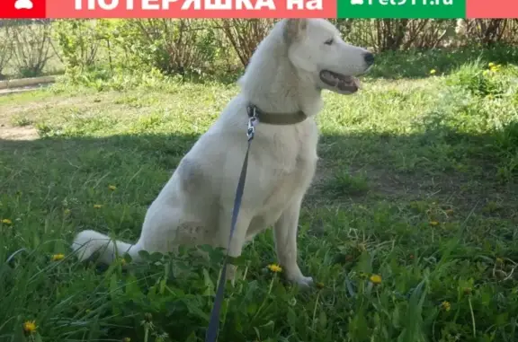 Пропала собака Федя в районе остановки Глушко.
