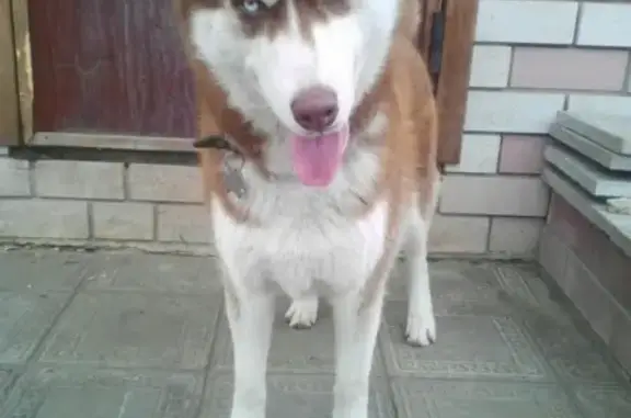 Пропала собака Айс в Аткарске, помогите найти!