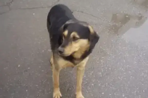 Пропала собака Шарик, Рыбновский район, Рязань, номер телефона в ошейнике.