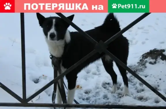 Найдена собака, Санкт-Петербург, фото: Найдена собака на Алтайской улице, Санкт-Петербург.