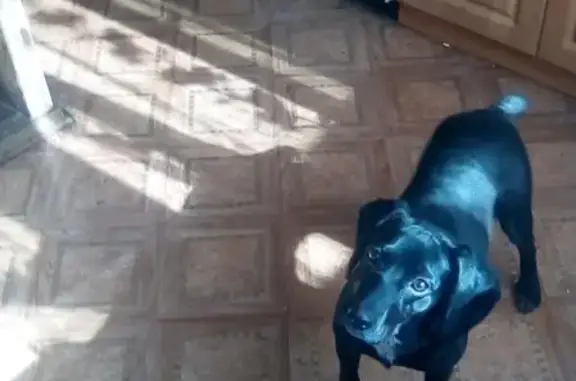 Пропала собака во Владивостоке с белым пятном на шее