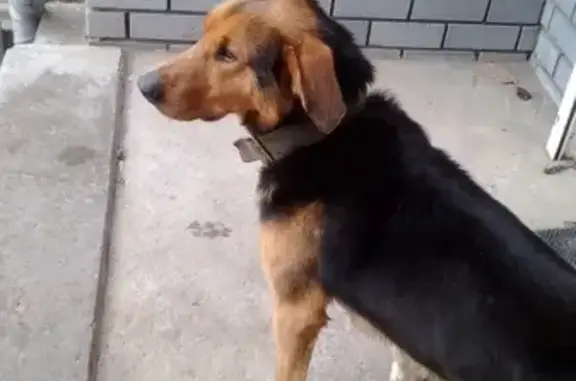 Найдена добрая собака на Союзном проспекте