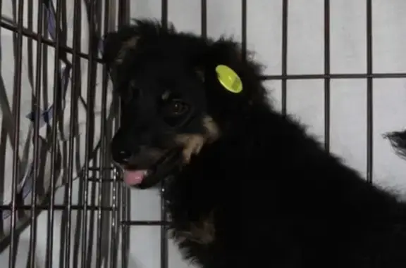 Пропала собака Ляля в районе Гончарки, Москва