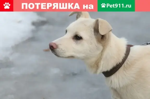 Найден щенок по ул. Докучаева в Брянске