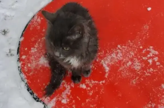 Найдена кошка на ул. Сабурова, ищу хозяина!