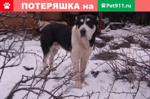 Пропала собака в СНТ Оздоровитель-2, Ярославская область