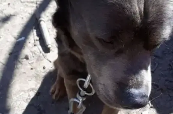 Пропала собака в Ставрополе