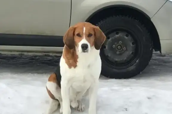 Найдена собака в Жилево: ищем хозяев!