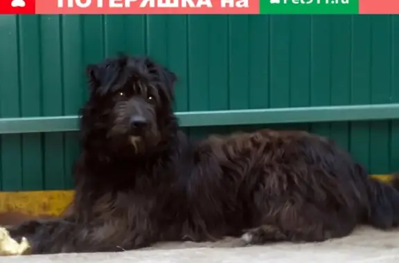 Пропала собака на улице Боровской, помогите найти!