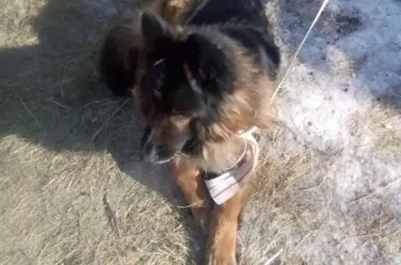 Найдена собака в Омском районе, порода Немецкая овчарка