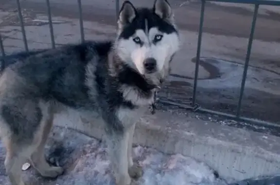 Найдена собака на ул. Шахтёров 69, Красноярск
