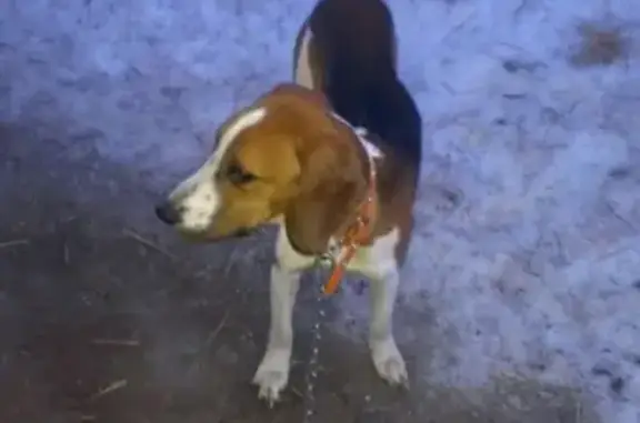 Найдена собака в Коломне, ищем старых хозяев