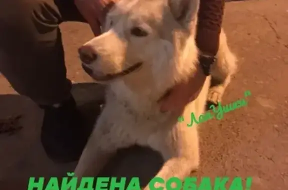 Найдена собака на пр. Свободный!