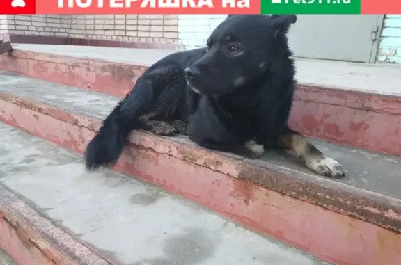Найдена собака в Электростали, МО
