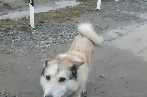 Найдена собака Хаски в Зеленоградском р-не, Калининград.