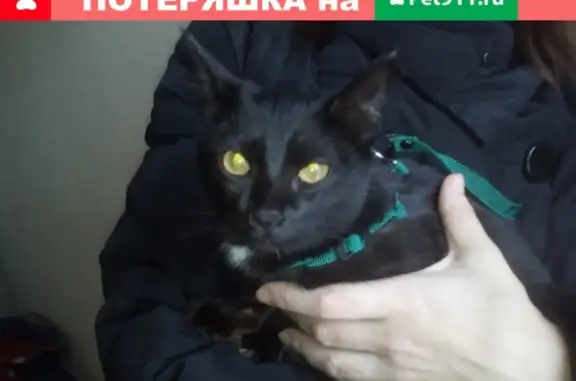 Найден котенок в Санкт-Петербурге!