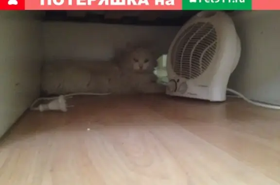 Найден белый ангорский кот на Каслинской, 99. #lostpet #найдена_кошка #Челябинск