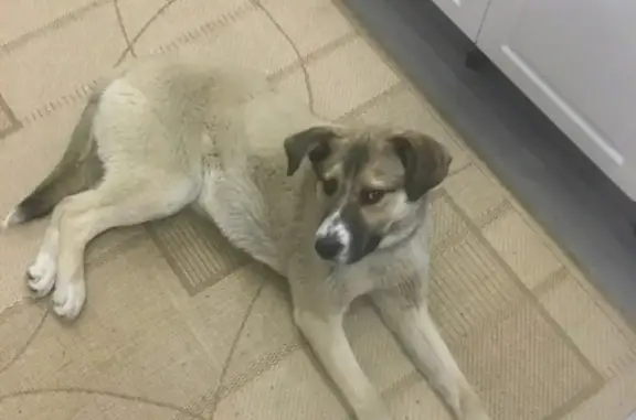 Найдена собака в Казарово, Тюмень - ищем хозяина!