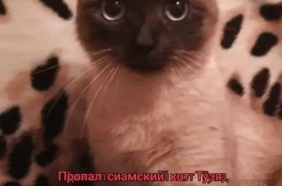 Пропала кошка Тузя в Кемерово