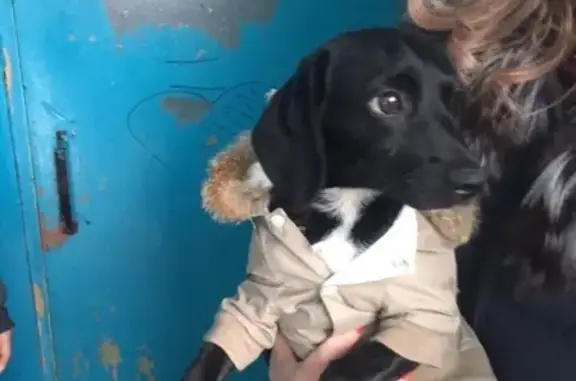 Найдена собака в Нижневартовске