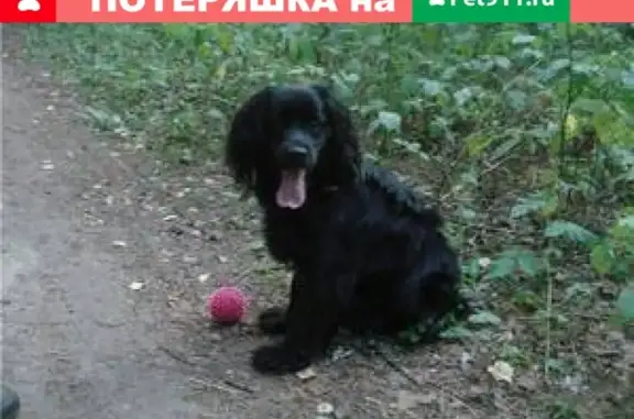 Пропала собака в Белово, ул. Пролетарская, вознаграждение.
