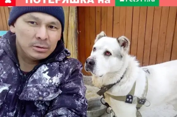 Пропала собака в Горно-Алтайске