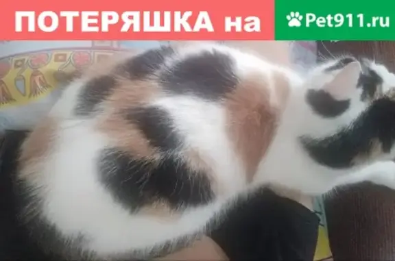 Пропала кошка в Сыктывкаре, район 4 магазина