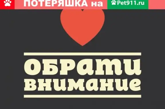 Найден пёс в Томске на ул. Интернационалистов