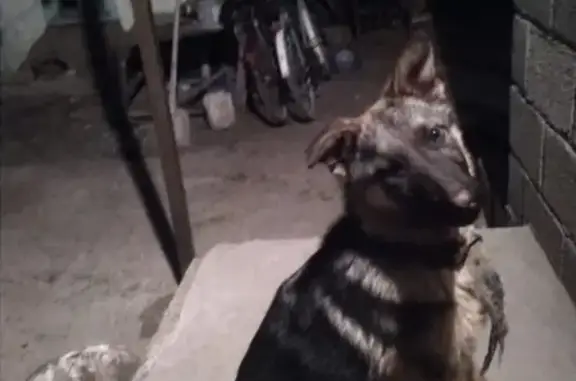 Пропала собака в Зеленокумске