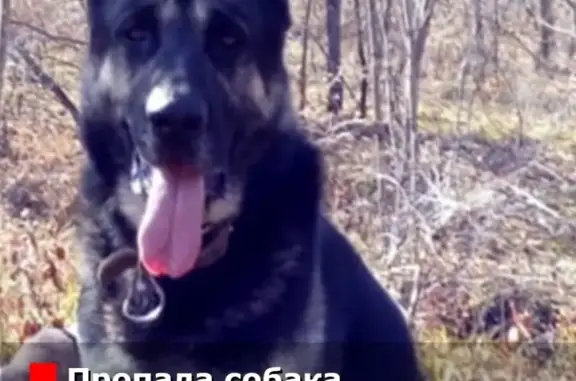 Собаки потеряшки, село Владимиро-Александровское, фото: Потеряшка собака Черкес в поселке Владимиро-Александровском