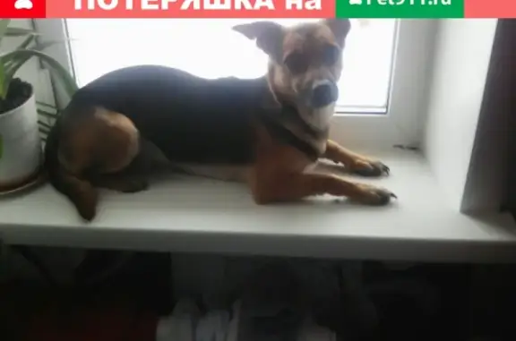 Пропала собака Лаки в Канске, Красноярский край