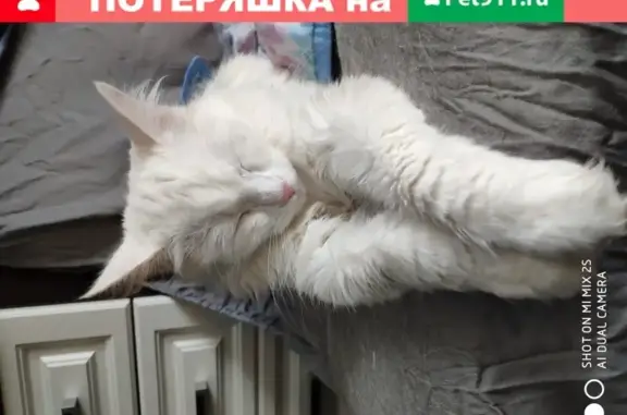 Найдена белая кошка на Ярославской, ищет хозяев или новый дом
