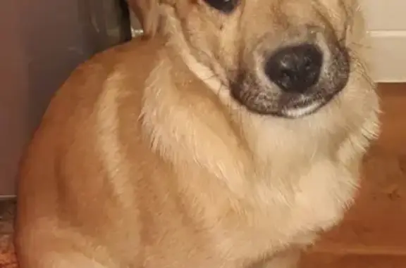 Пропала крупная собака в Томилино