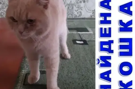 Найден кот с ошейником у остановки Кравченко в Кургане