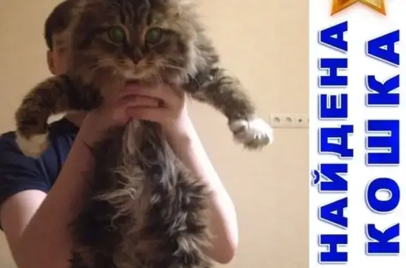 Найдена кошка в посёлке Левашово, нужен дом