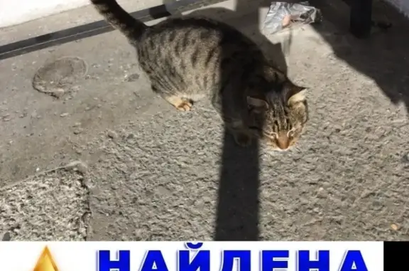 Найдена кошка на ул. Некрасова, Курган