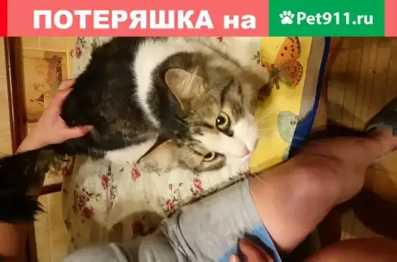 Найдена домашняя кошка на улице Ставропольская 32-30
