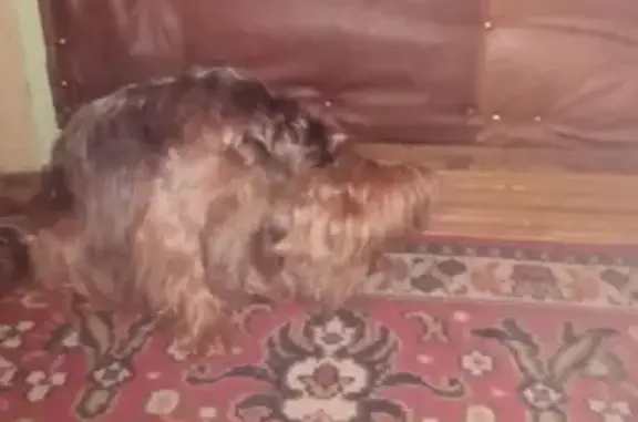 Собака найдена на ул. Лотикова в Моршанске, Россия