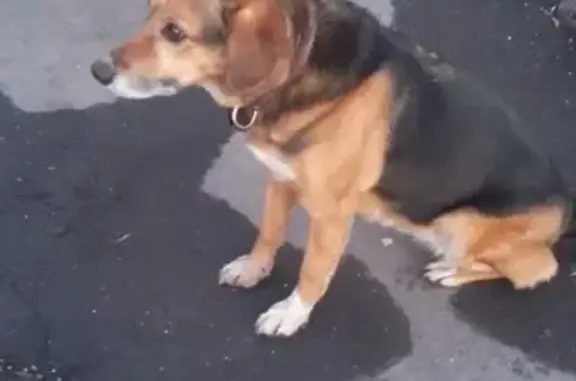 Собака на Новомарьинской улице, коричневого окраса с черной спиной и висячими ушами.