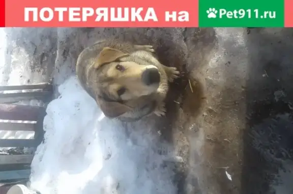 Собака найдена в Новом Ступино, МО, Россия (142821)