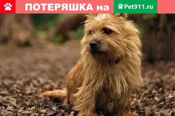 Собаки потеряшки, Липецк, фото: Потеряшка собака на Манеже в Липецке!