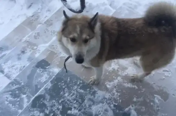 Собаки потеряшки, Липецк, фото: Потеряшка собака в Липецке, район Сырского рудника!