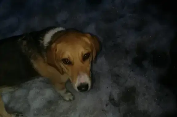 Собака с ошейником в Придонском, Воронеж, Россия