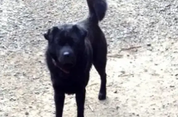 Найдена собака в лесу Ялты