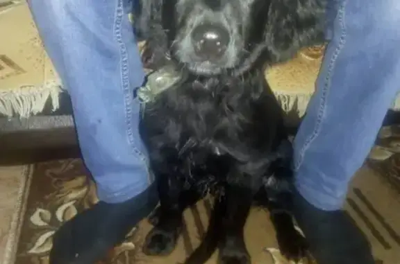 Найдена собака в Коврове, ищем новый дом