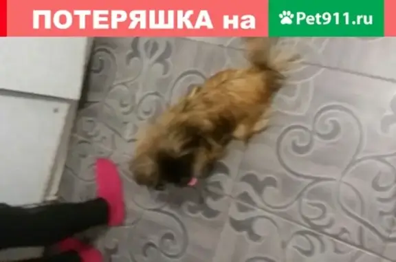 Пропала собака в Отрожке, Воронеж