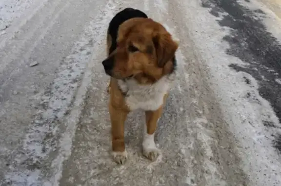 Пропала собака Рекс в районе Деревянного, Петрозаводск
