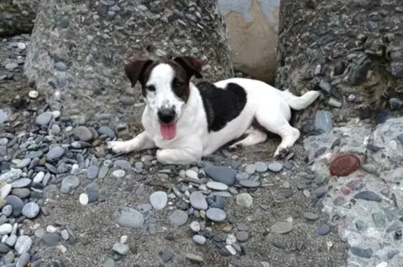 Пропала собака Майло в Зубчаниновке