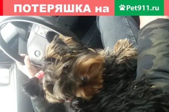 Найдена собака в районе Дома быта, Ростовская область.