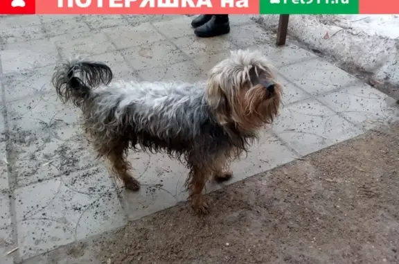 Найдена собака на ул. Набережная 15 в Солнечногорске
